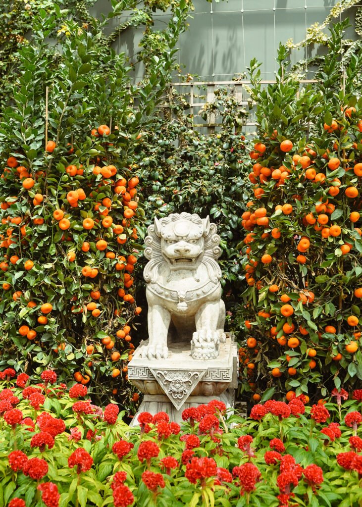 stone lion surrounded by mandarin trees and red flowers