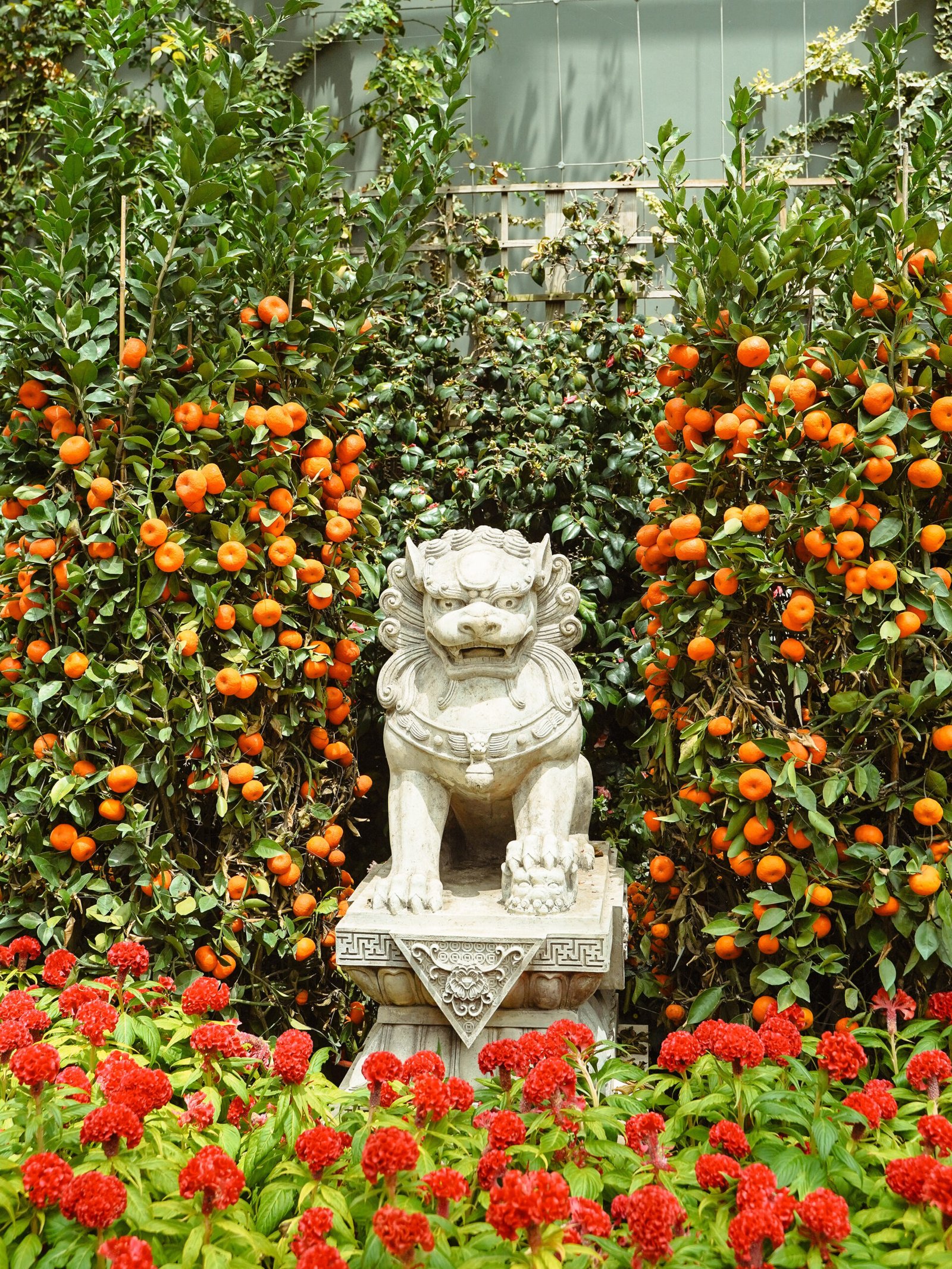 stone lion surrounded by mandarin trees and red flowers