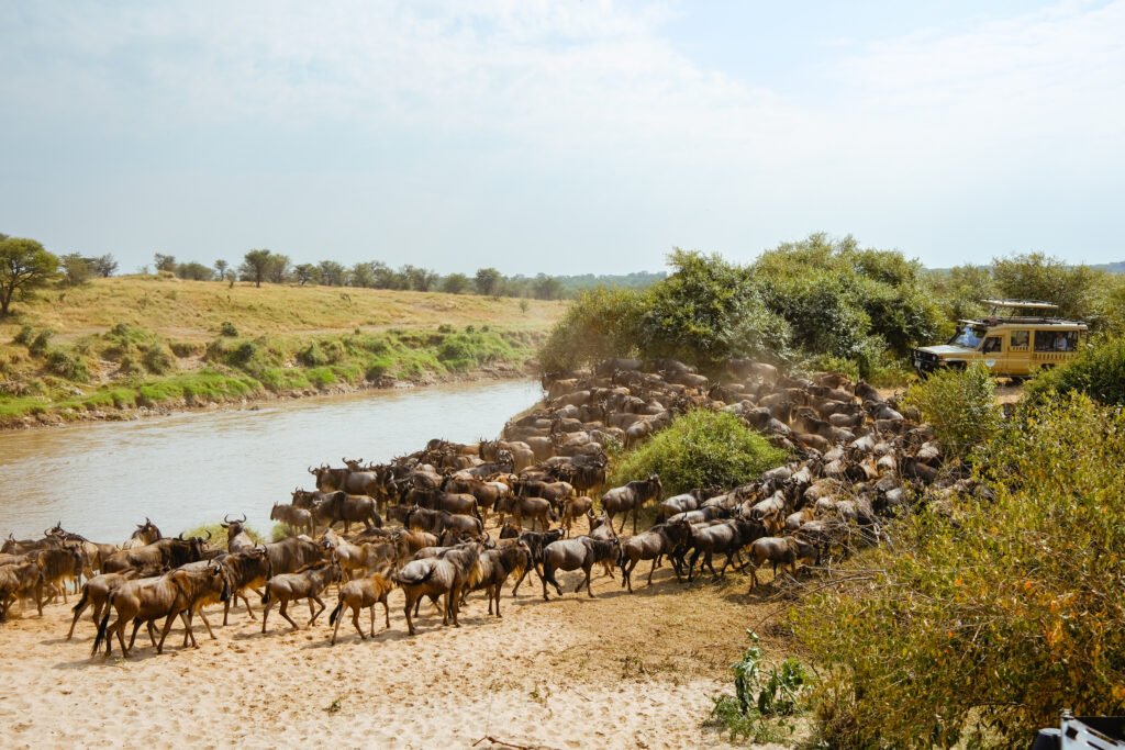 Wildebeest herd gathering on the banks of Mara River, getting ready to cross as a car looks on.